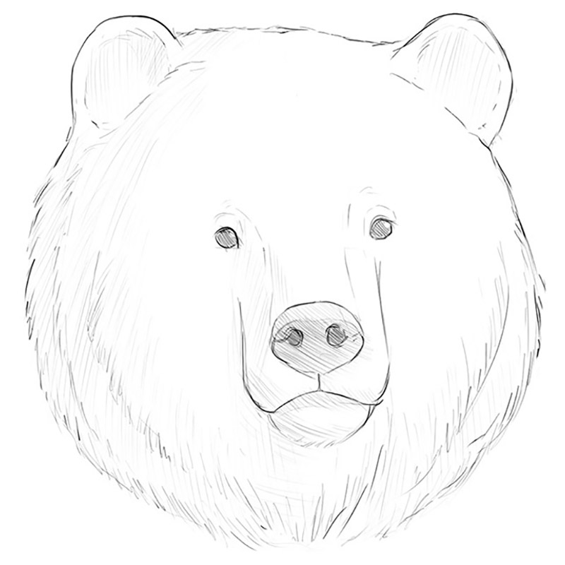 Bear Face Drawing Realistic