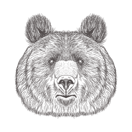 Bear Face Drawing