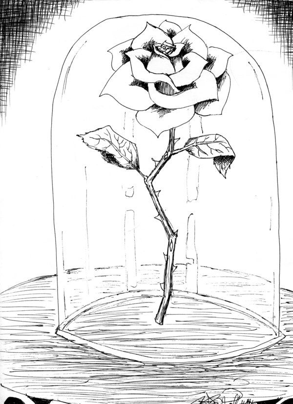 Beauty And The Beast Rose Drawing Amazing