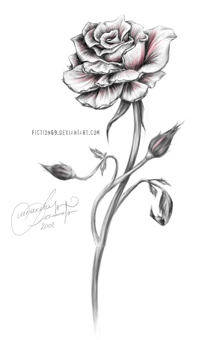Beauty And The Beast Rose Drawing Realistic