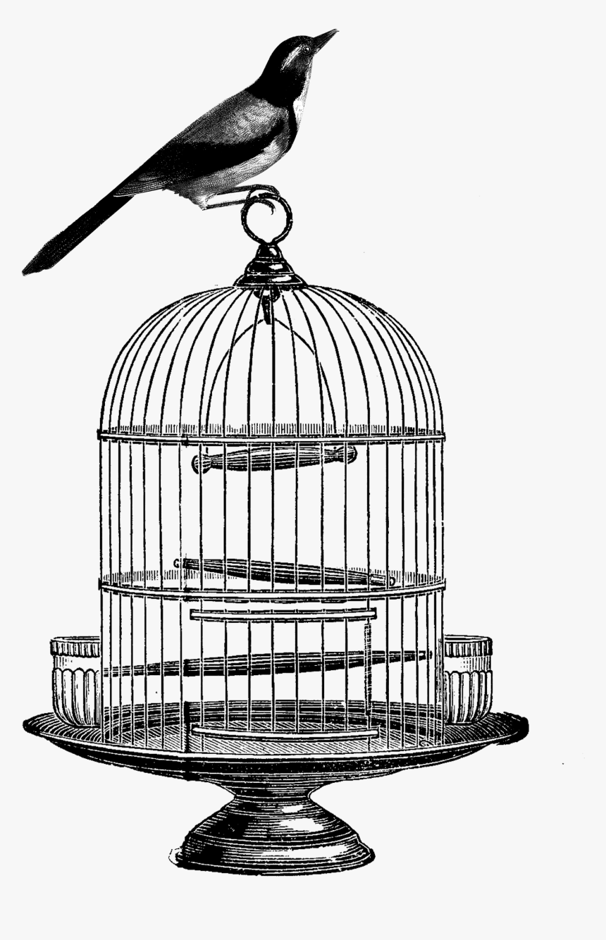 Bird Cage Art Drawing