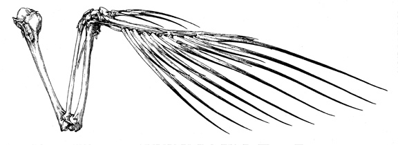 Bird Wing Drawing Amazing