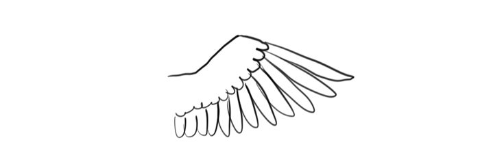 Bird Wing Drawing Art