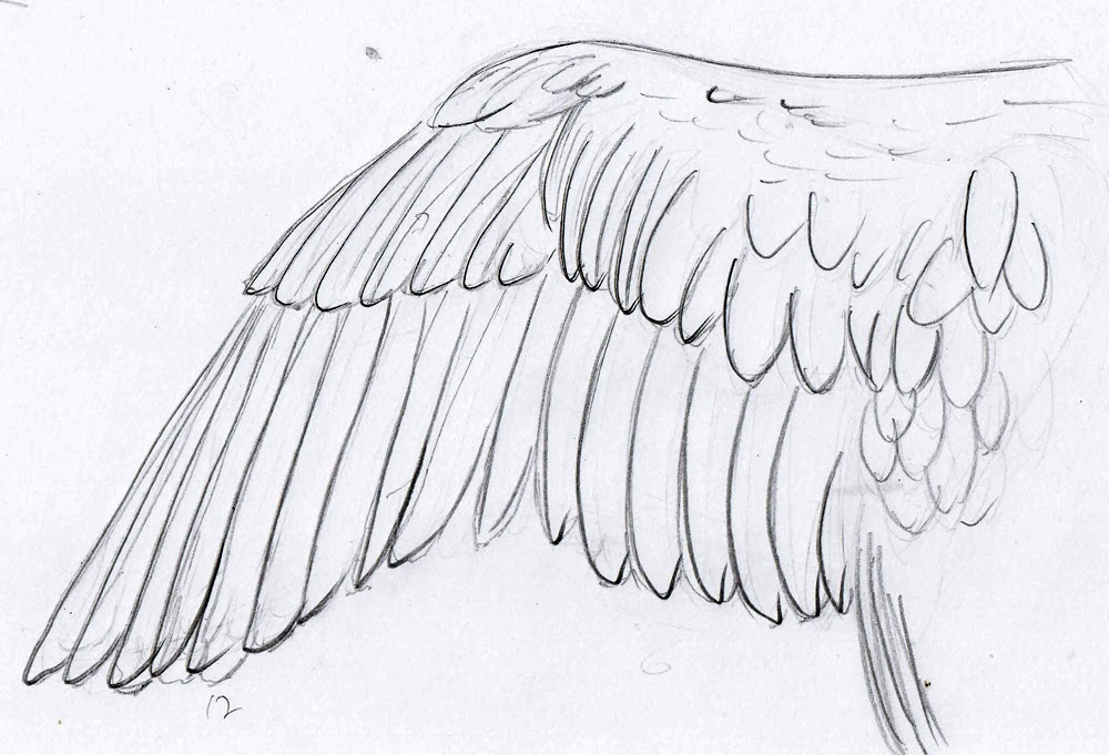 Bird Wing Drawing Beautiful Art