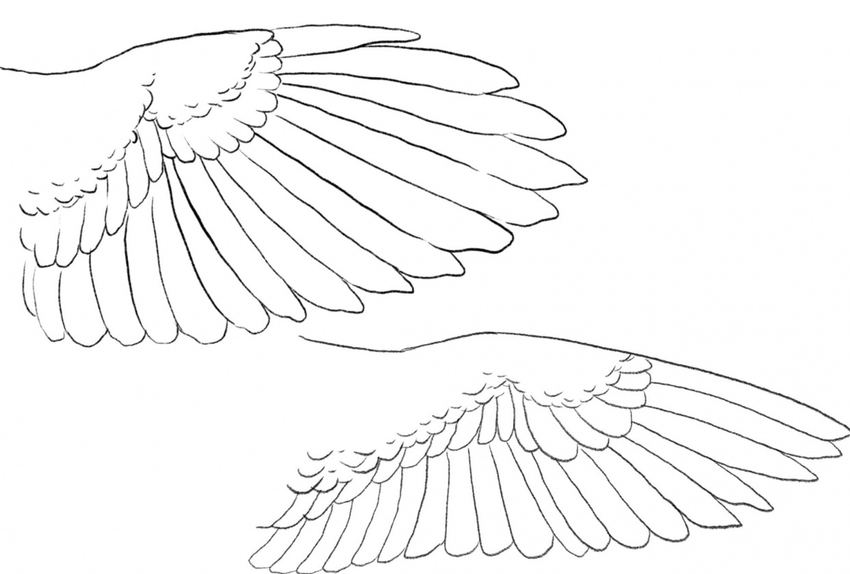 Bird Wing Drawing Beautiful Image
