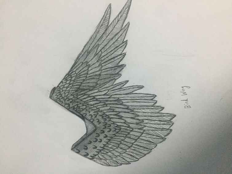 Bird Wing Drawing Creative Art