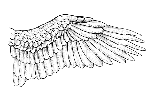 Bird Wing Drawing Image