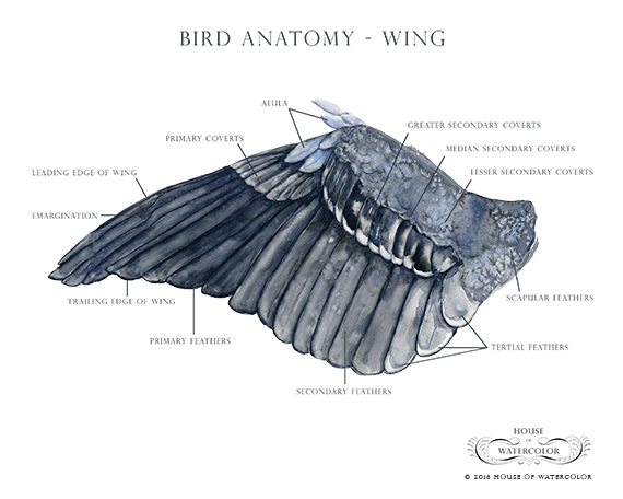 Bird Wing Drawing Images