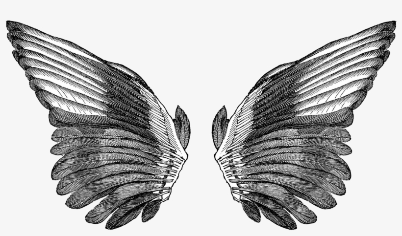 Bird Wing Drawing Pics
