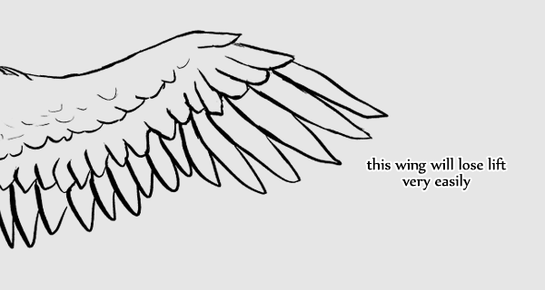 Bird Wing Drawing Picture