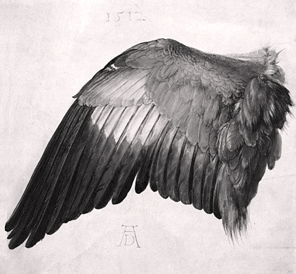 Bird Wing Drawing Sketch