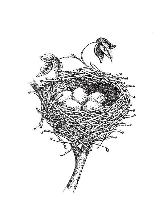 Bird in a Nest Drawing High-Quality