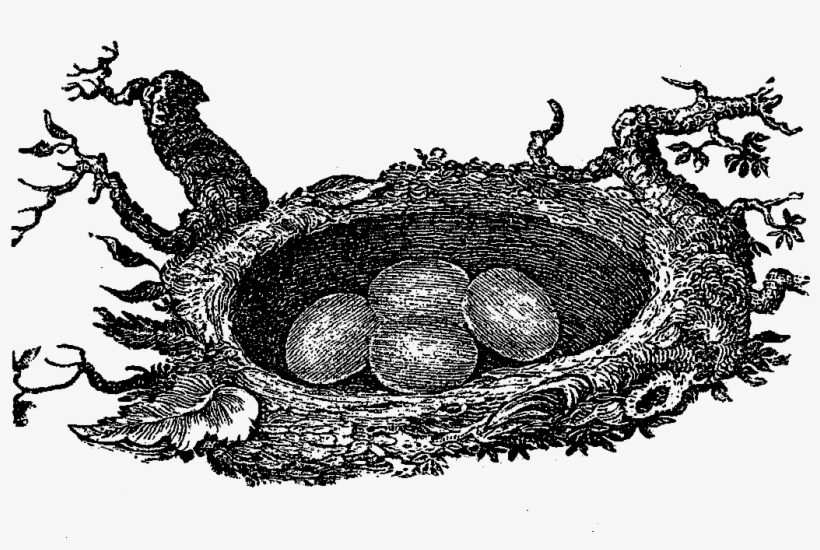 Bird in a Nest Drawing Image