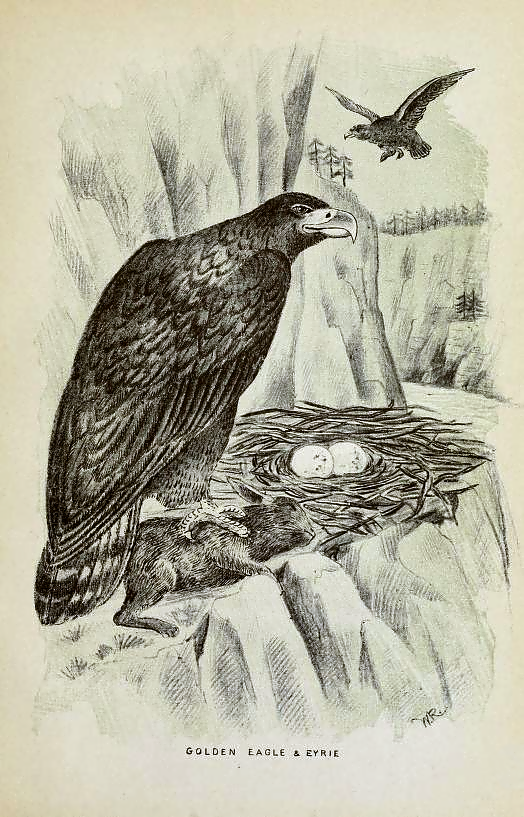 Bird in a Nest Drawing Images