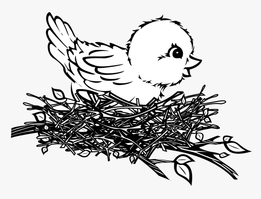 Bird in a Nest Drawing Photo