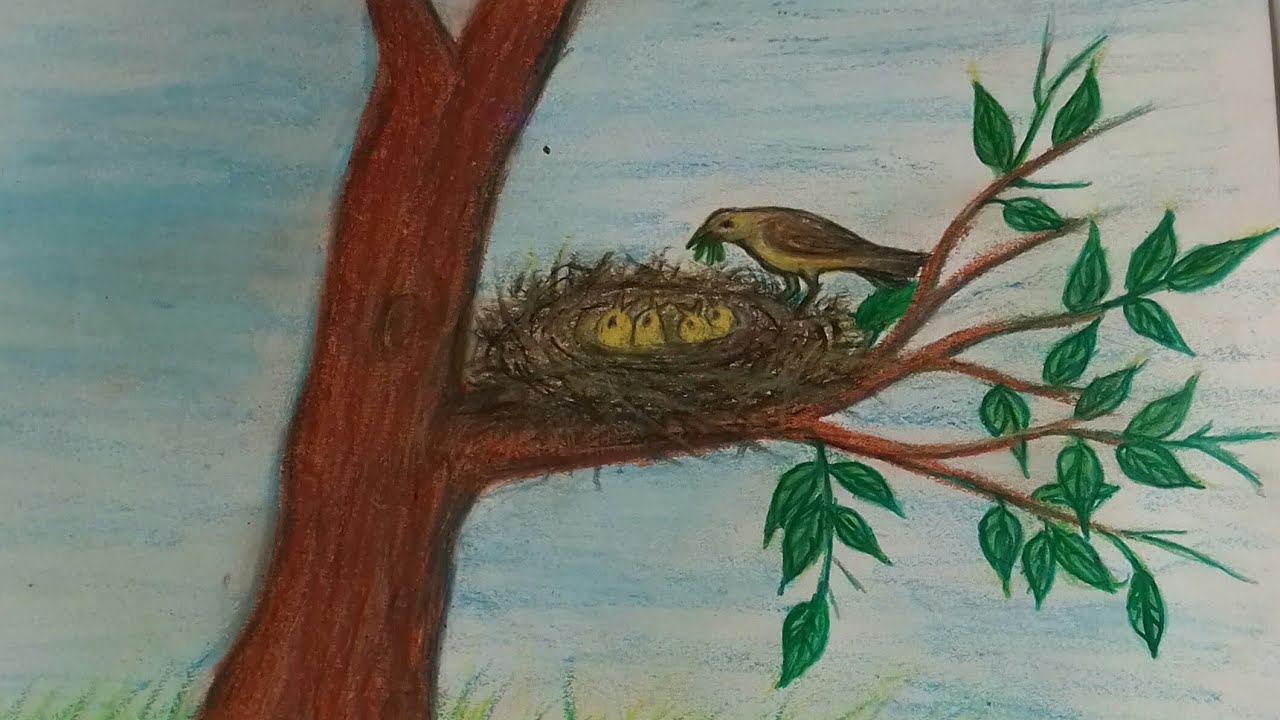 Bird in a Nest Drawing Pic