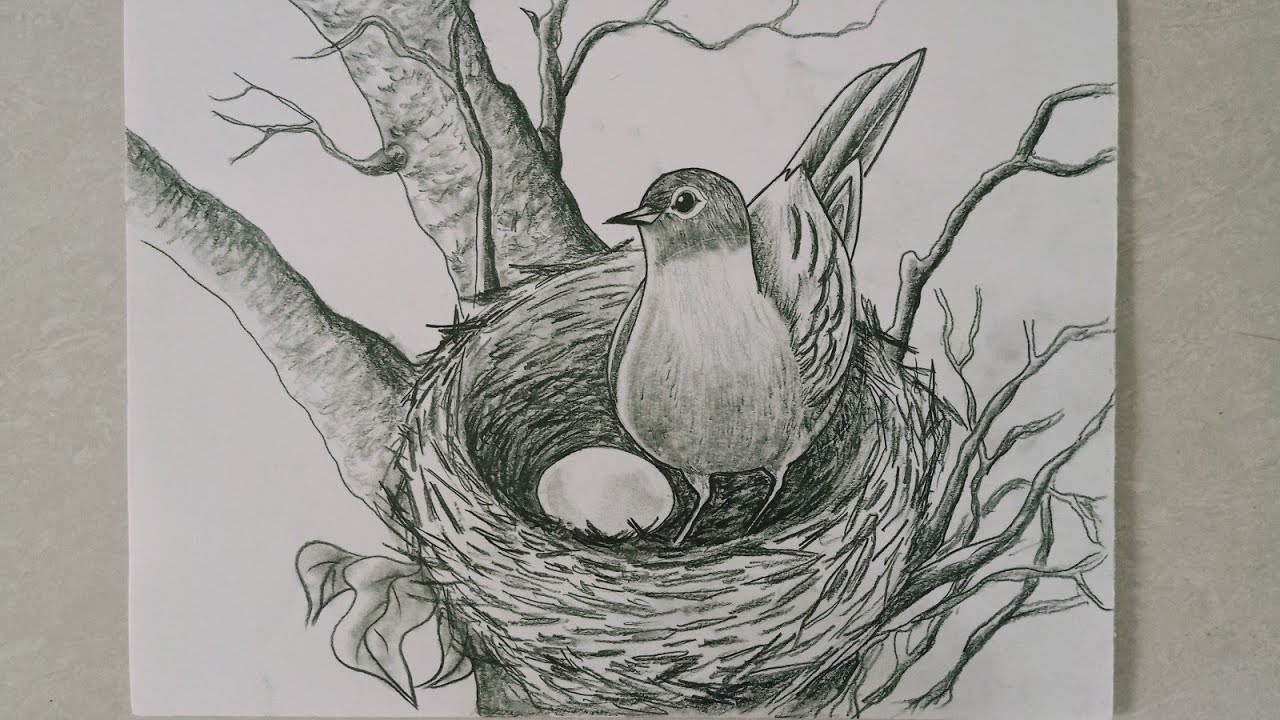 Bird in a Nest Drawing Pics