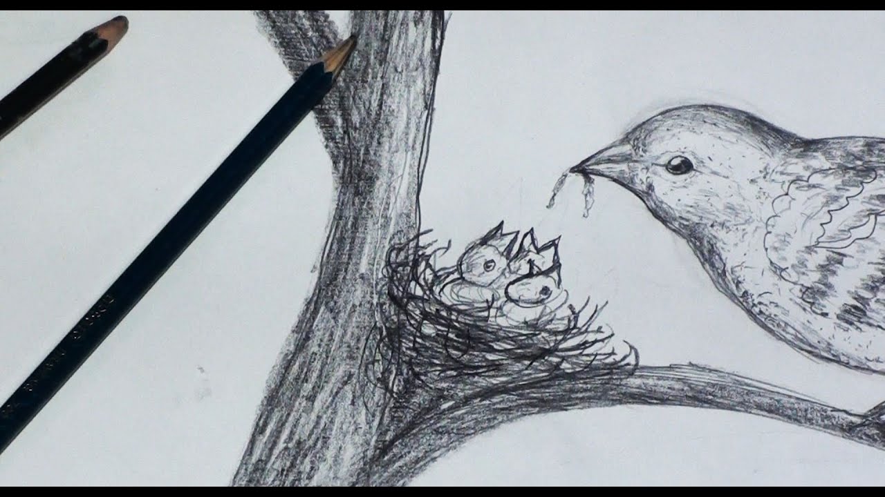 Bird in a Nest Drawing Pictures