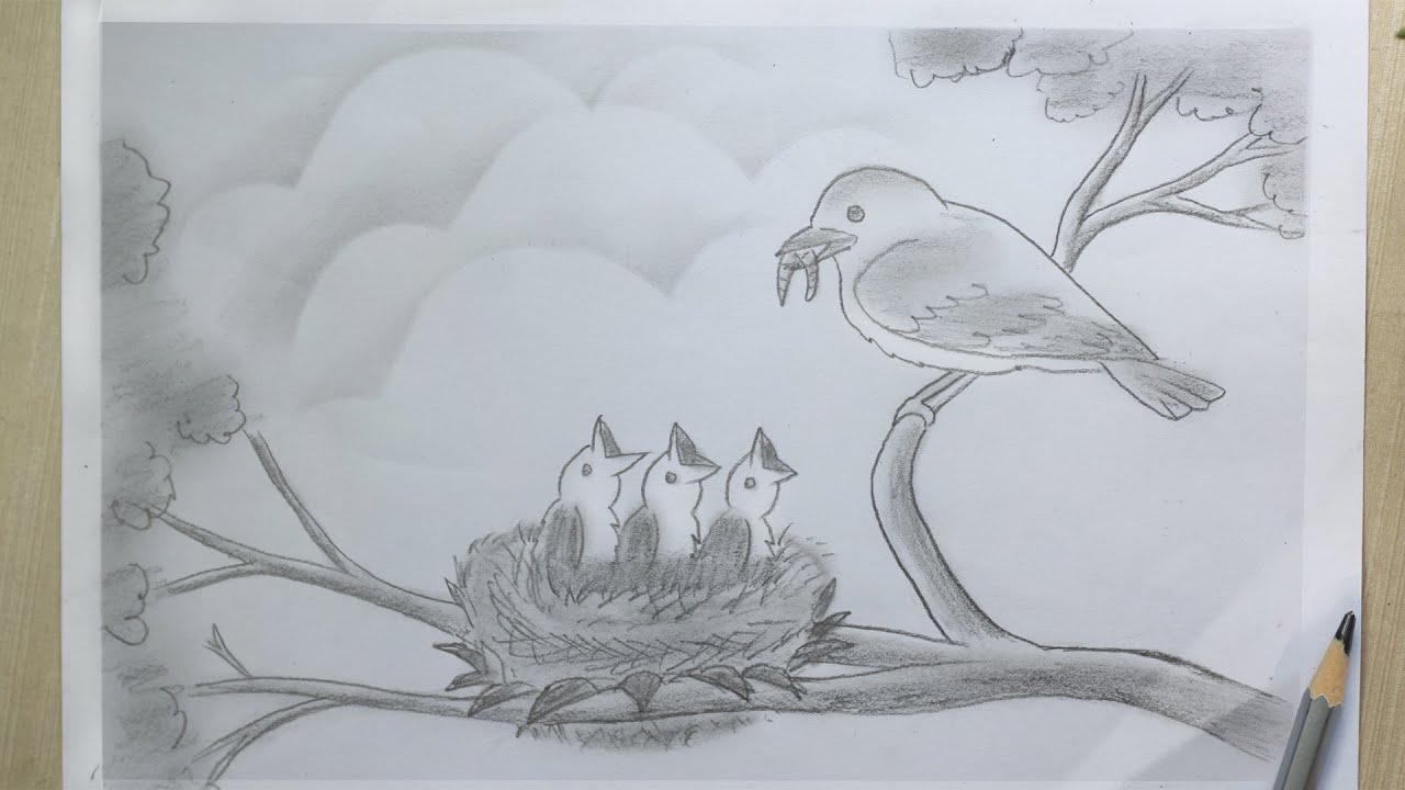 Bird in a Nest Drawing Sketch