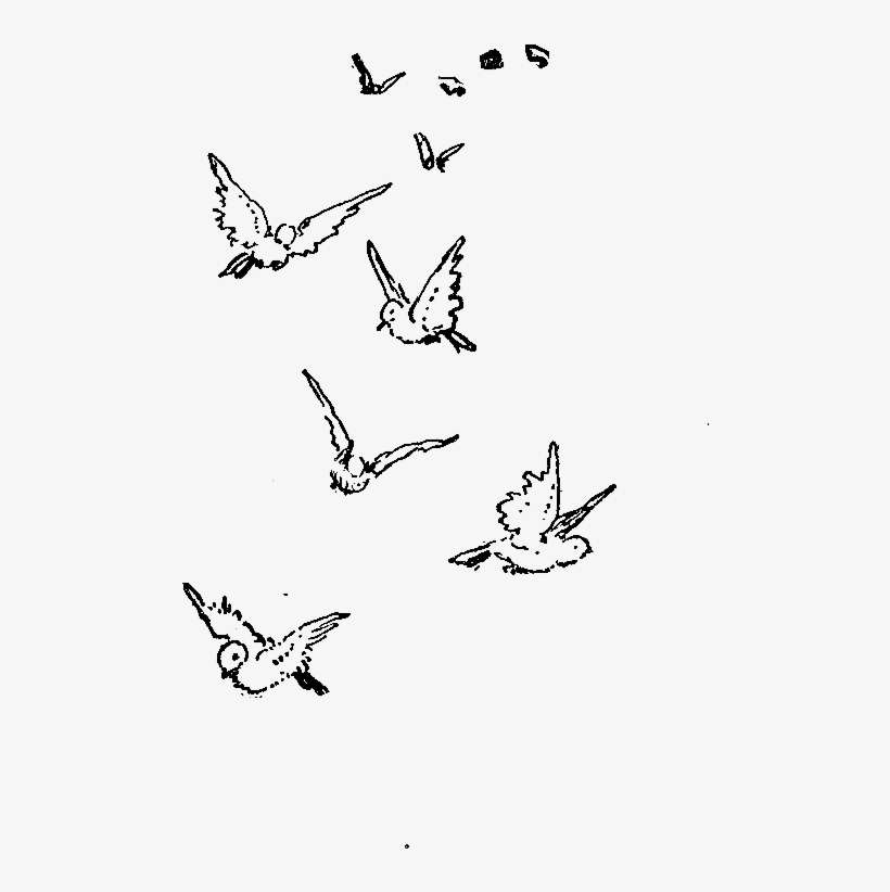 Birds Flying Drawing Photo