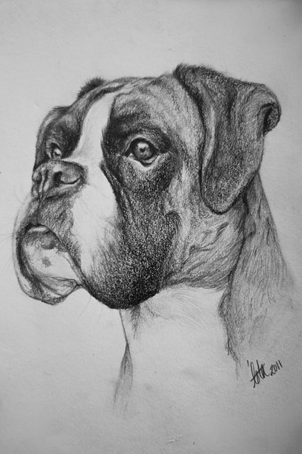 Boxer Dog Art Drawing