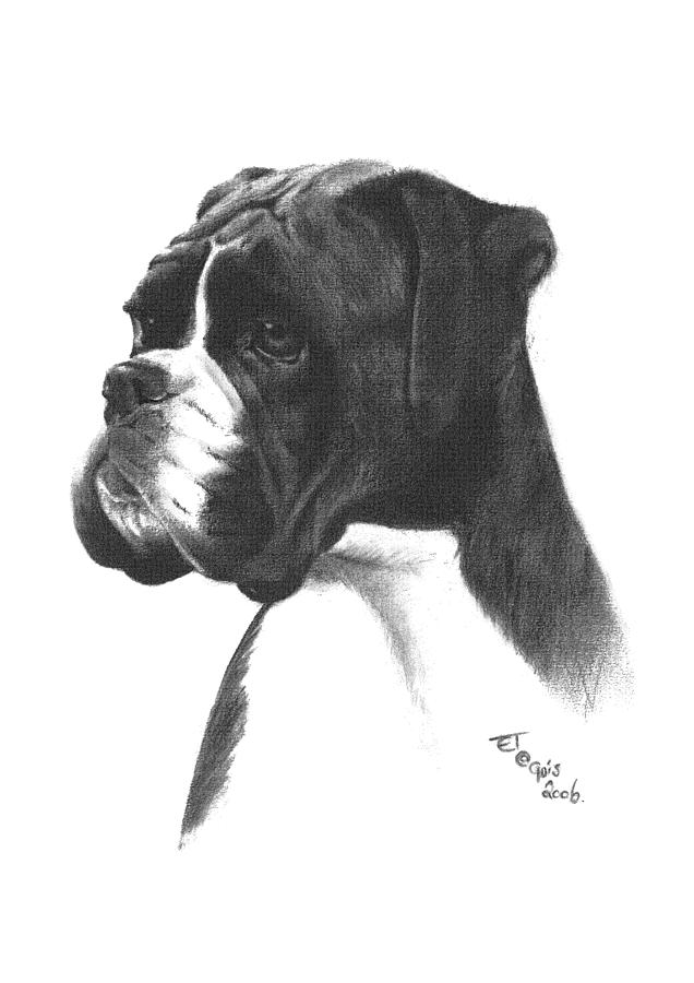 Boxer Dog Drawing Amazing