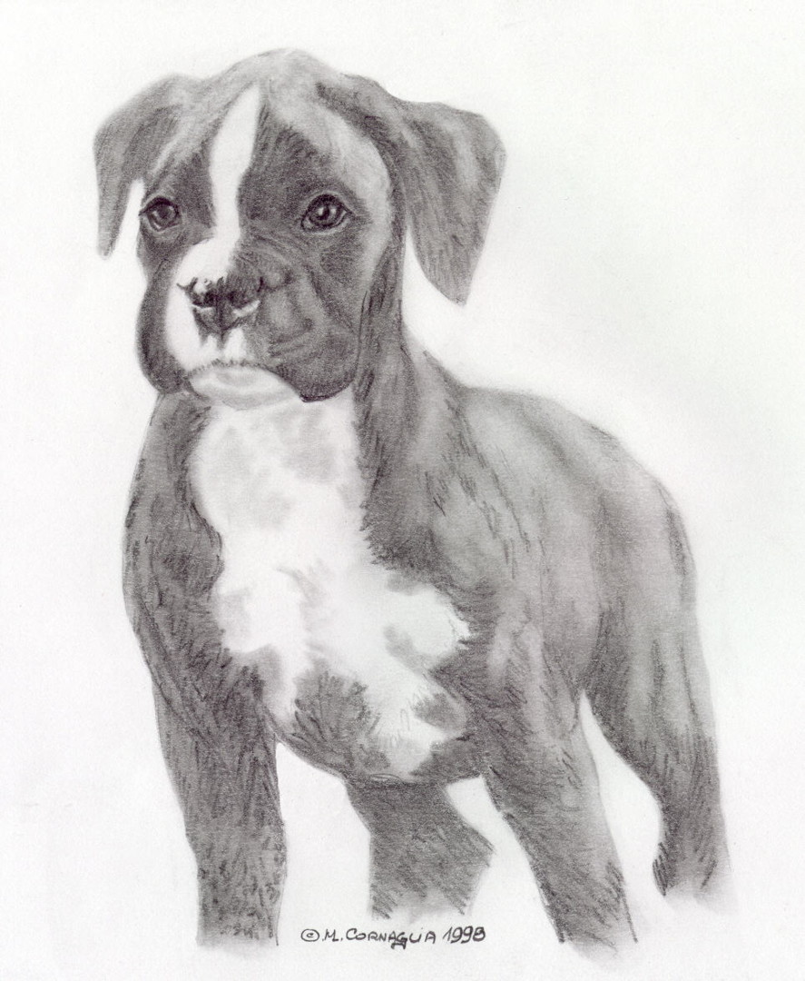 Boxer Dog Drawing High-Quality