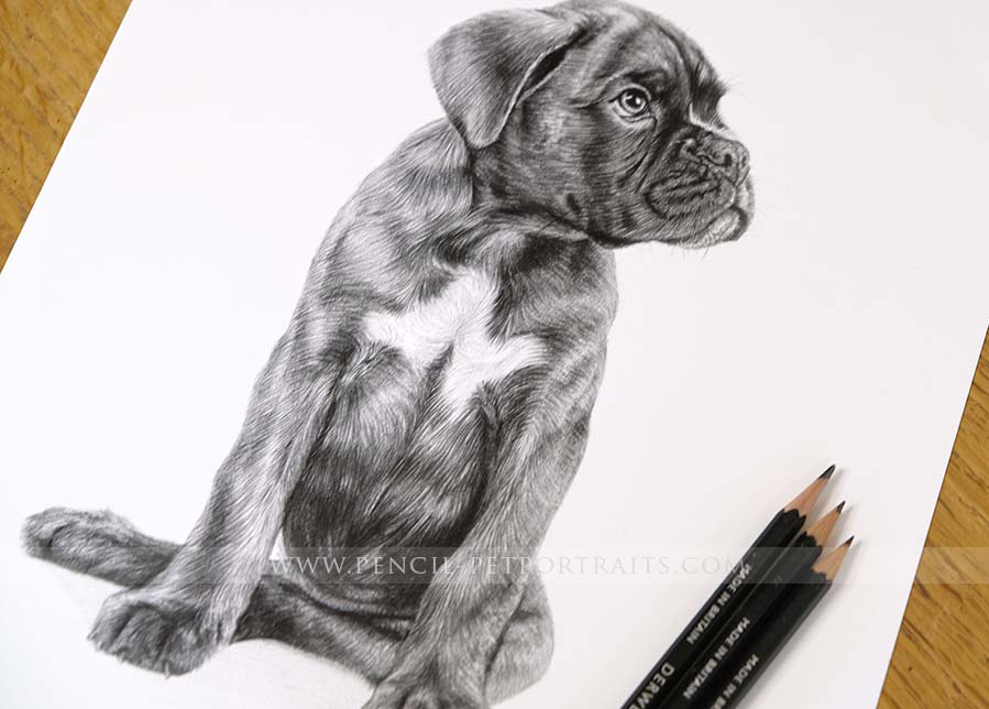 Boxer Dog Drawing Image