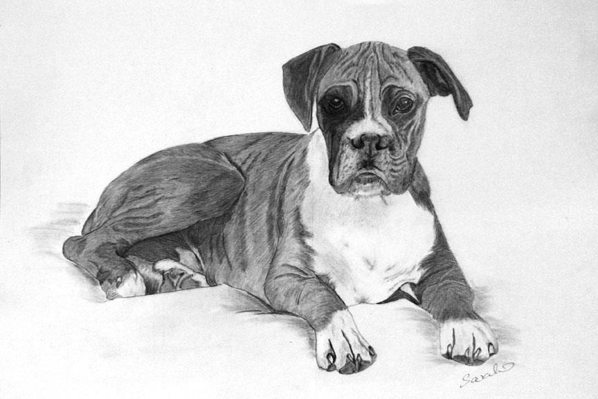 Boxer Dog Drawing Images