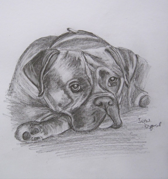 Boxer Dog Drawing Photo