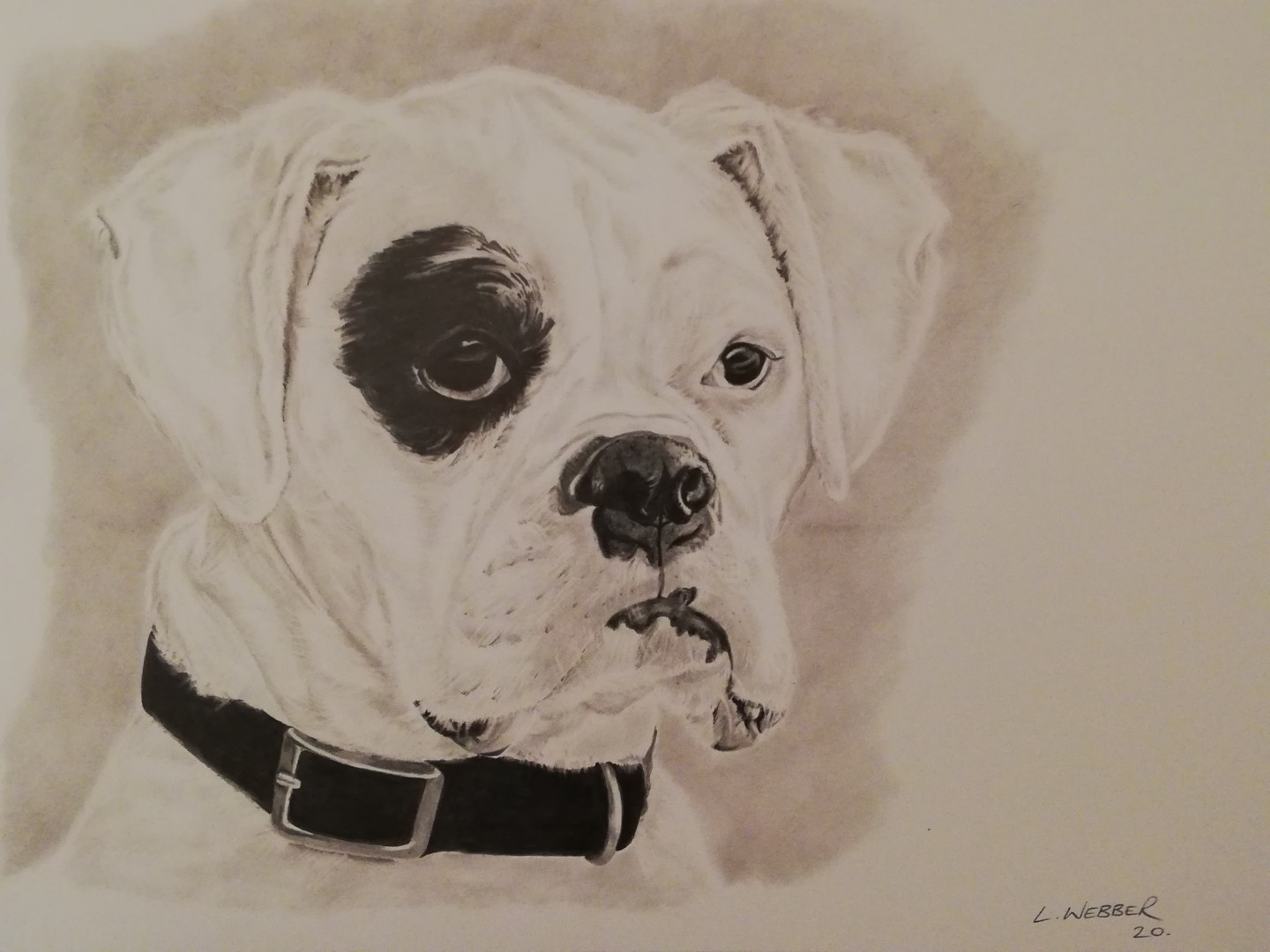 Boxer Dog Drawing Pic