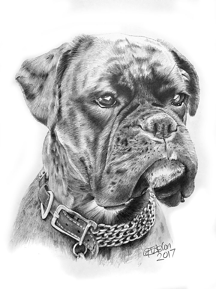 Boxer Dog Drawing Picture