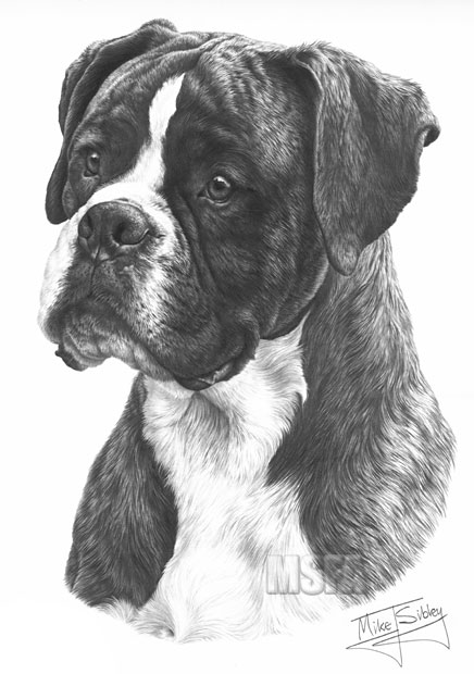 Boxer Dog Drawing Pictures