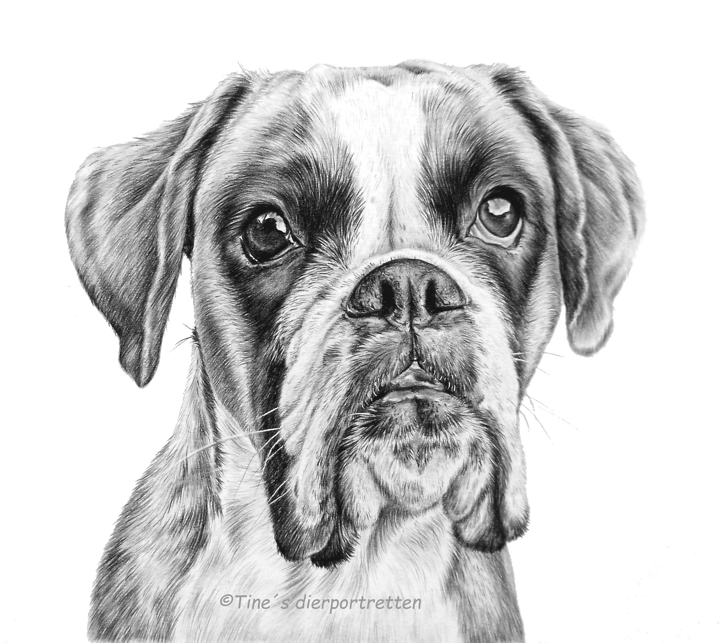 Boxer Dog Drawing Realistic