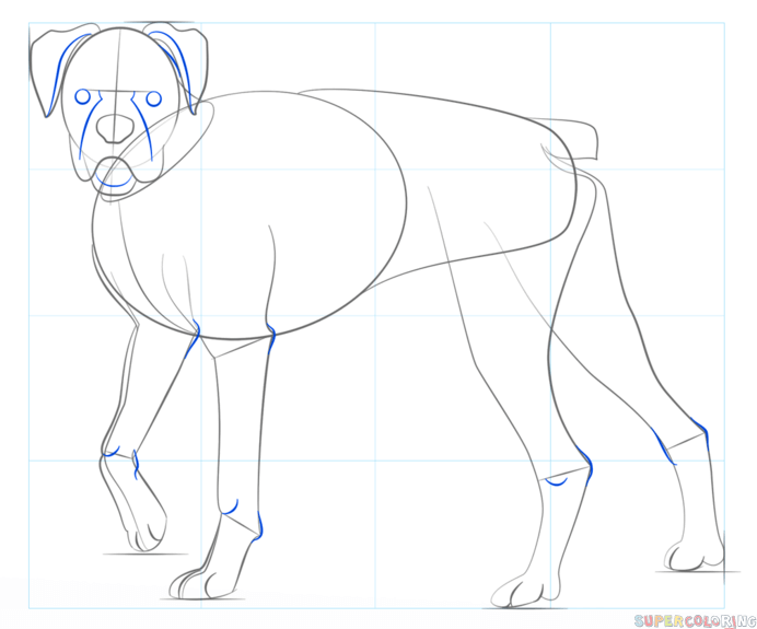 Boxer Dog Drawing Sketch