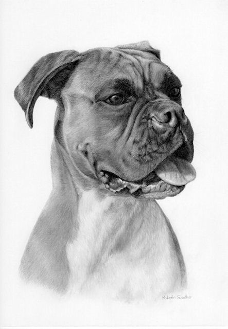 Boxer Dog Drawing