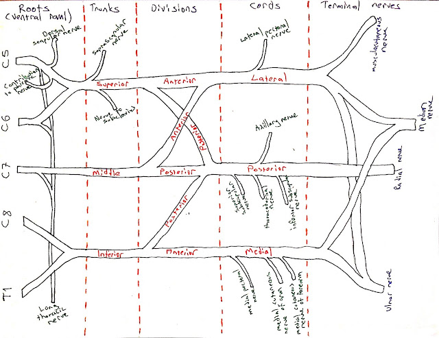 Brachial Plexus Best Drawing