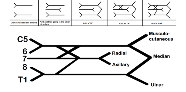 Brachial Plexus Drawing Amazing