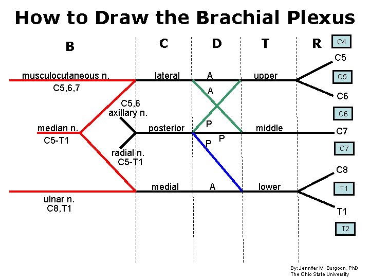 Brachial Plexus Drawing Beautiful Art