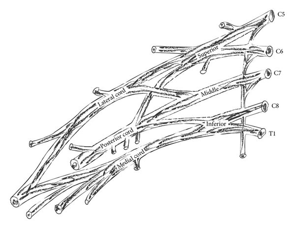 Brachial Plexus Drawing Beautiful Image