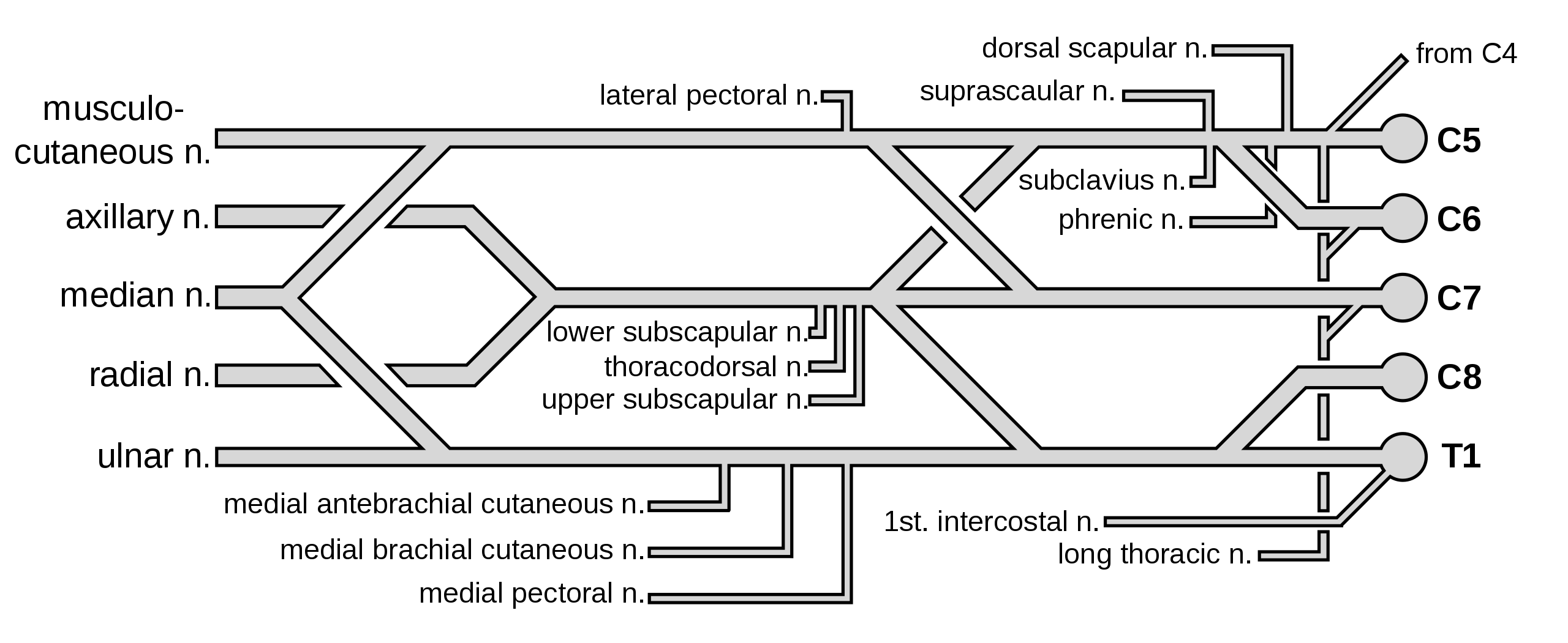 Brachial Plexus Drawing High-Quality