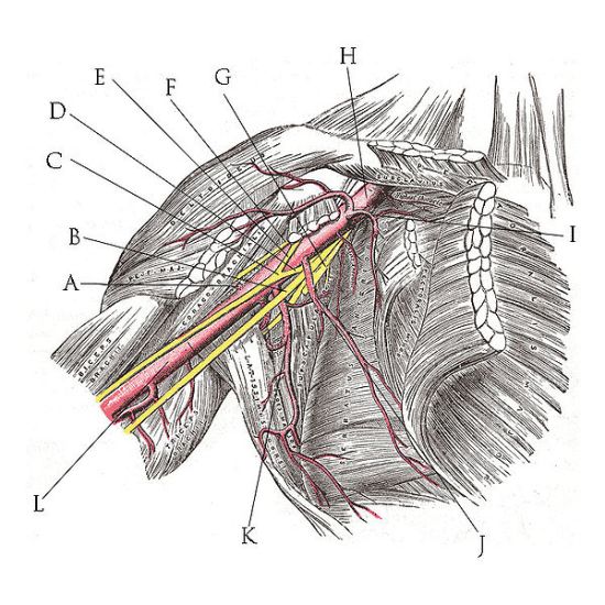 Brachial Plexus Drawing Image