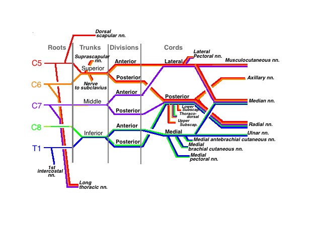 Brachial Plexus Drawing Images