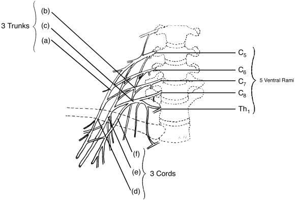 Brachial Plexus Drawing Photo