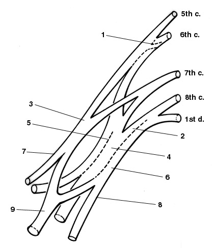 Brachial Plexus Drawing Pics