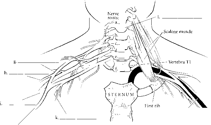 Brachial Plexus Drawing Sketch