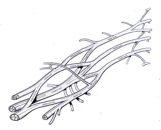 Brachial Plexus Drawing