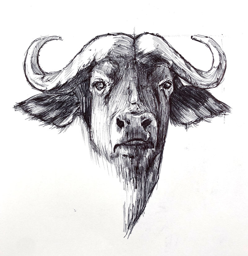 Buffalo Drawing Art
