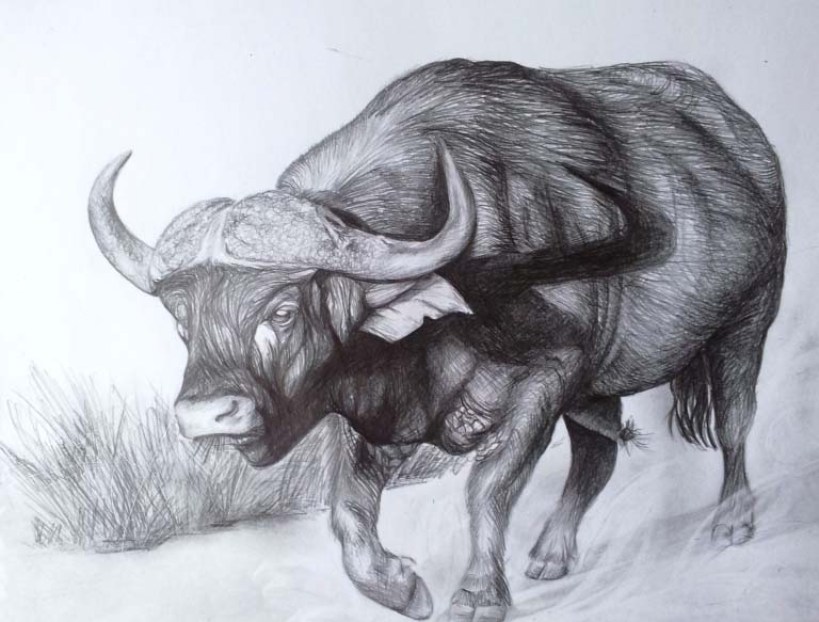 Buffalo Drawing Beautiful Art