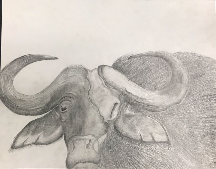 Buffalo Drawing Image